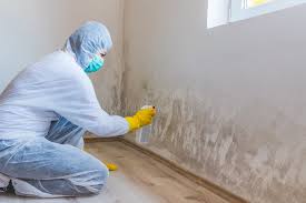 Trusted New Cumberland, PA Mold Prevention & Removal  Experts