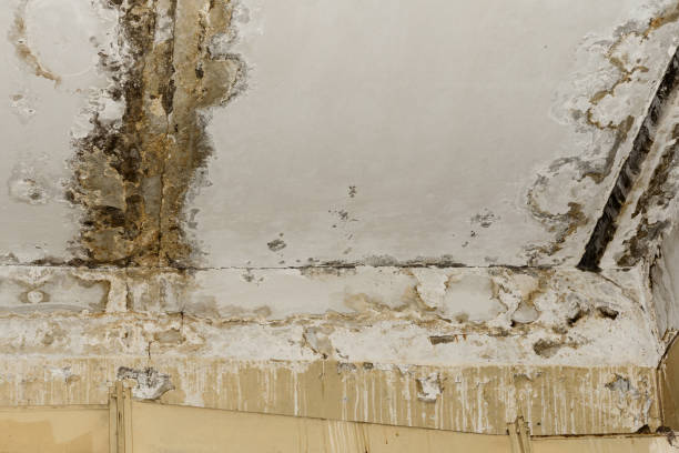 Best Mold Remediation for Healthcare Facilities  in New Cumberland, PA