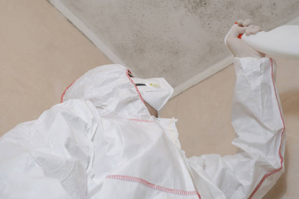 Best Basement Mold Removal  in New Cumberland, PA